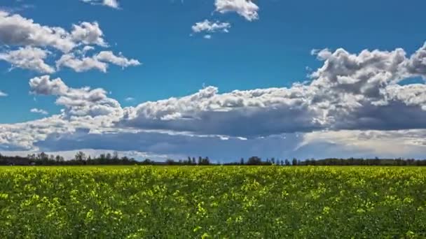 Paisagem Cênica Cloudscape Céu Azul Sobre Campo Mostarda Flores Amarelas — Vídeo de Stock