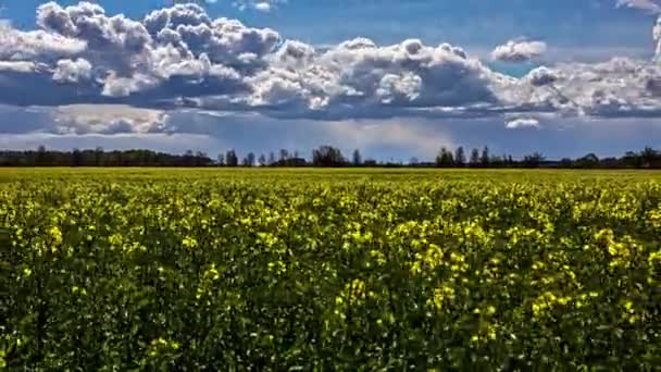 Cumulus Clouds Drifting Planted Farmland Field Rapeseed Windy Day Zoom — Stock Video