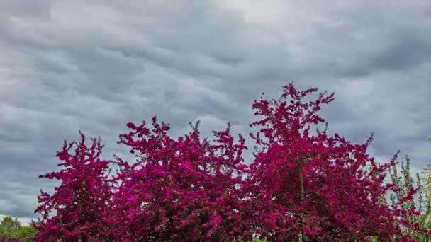 Nízký Úhel Záběr Růžové Šeříkové Kvetoucí Strom Květinové Zahradě Zamračený — Stock video