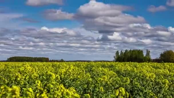 Timelapse Amazing Landscape Mustard Field Clouds Passing Blue Sky — Videoclip de stoc