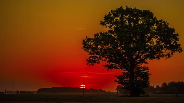 オレンジから黄金の日の出の間の木や森のシルエットと栄光の朝に輝く太陽 時間の経過 — ストック動画