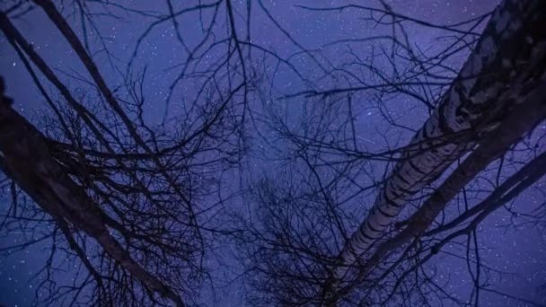 Huzurlu Huzurlu Zaman Atlamalı Yıldızlar Ağaçların Tepesinde Geziniyor Yukarı Bakıyor — Stok video