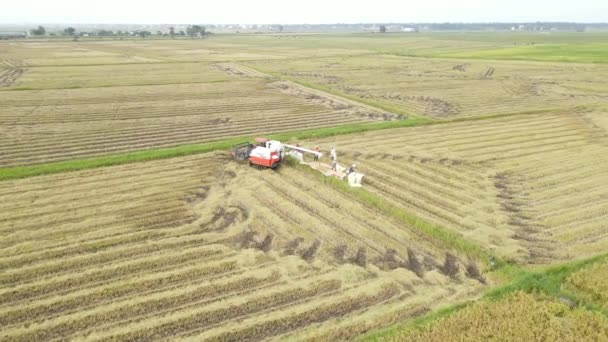 Drohnenschuss Eines Mähdreschers Beim Abladen Von Getreide — Stockvideo