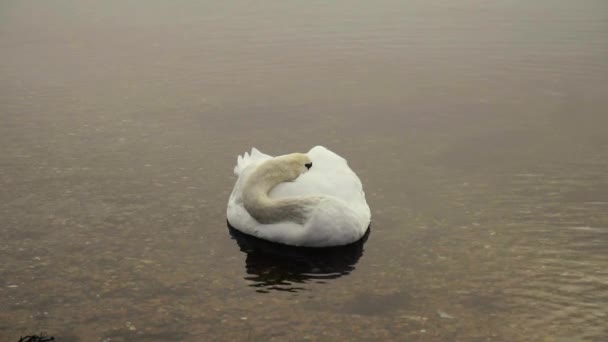 小天鹅缓缓地睡在湖上 — 图库视频影像