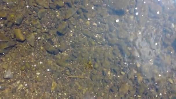 Sebuah Tilt Shot Kristal Air Jernih Sungai Rothay Pagi Hari — Stok Video