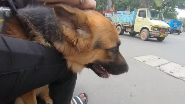 Ung Tysk Herde Hund Njuter Motorcykel Rida City Street Ägare — Stockvideo
