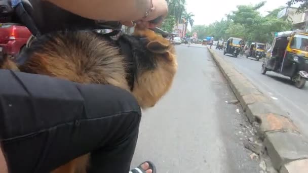 Mumbai Maharashtra Indien September 2022 Den Tyska Herdehunden Promenad Till — Stockvideo