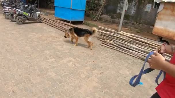 Βομβάη Μαχαράστρα Ινδία Σεπτεμβρίου 2022 Ένα Γερμανικό Τσοπανόσκυλο Πηγαίνει Στην — Αρχείο Βίντεο