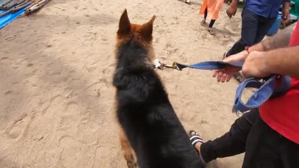 Pemilik Melepaskan Anjing Gembala Jerman Dari Sabuk Neck Pantai Video — Stok Video