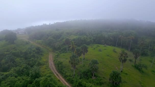 Green Trees Mountain Forest Shrouded Morning Fog Santo Cerro Dominican — Stock video