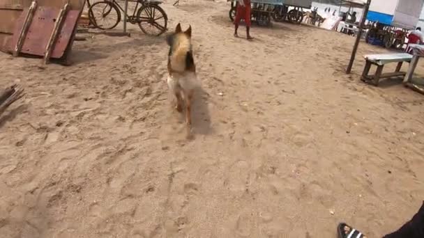 德国佬纯种的狗在渔村散步 4K视频 — 图库视频影像