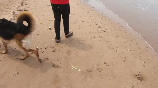 Tysk Hund Går Stranden Efter Sin Ägare Sällskapsdjur Kompisar Videor — Stockvideo