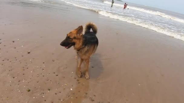 ドイツの羊飼い犬はビーチを歩く 4Kビデオ — ストック動画