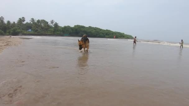 Erkek Köpek Plajda Zıplıyor Evcil Hayvan Videoları — Stok video