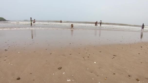Owczarek Niemiecki Uciekający Plaży Mokra Kumple Zwierzętami Filmiki — Wideo stockowe