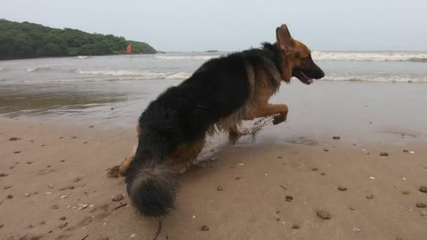 ドイツの羊飼いの犬は 海の水から濡れているので 彼の体を振る — ストック動画