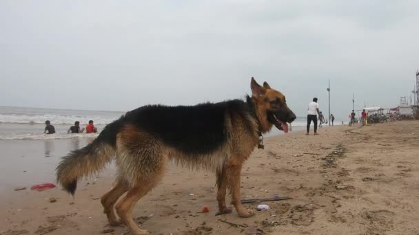 Schattige Hond Liggend Het Strand Zand Videos — Stockvideo