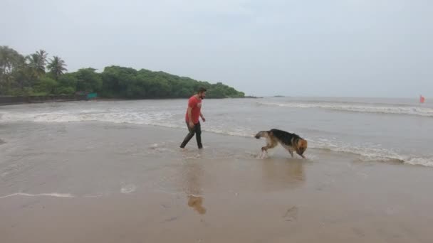 Дружба Собак Їхніх Господарів Весело Біжить Пляжі Німецький Пастуховий Собака — стокове відео