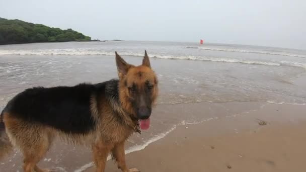 Симпатичная Собака Машет Своим Телом После Мокрой Ванны Море — стоковое видео