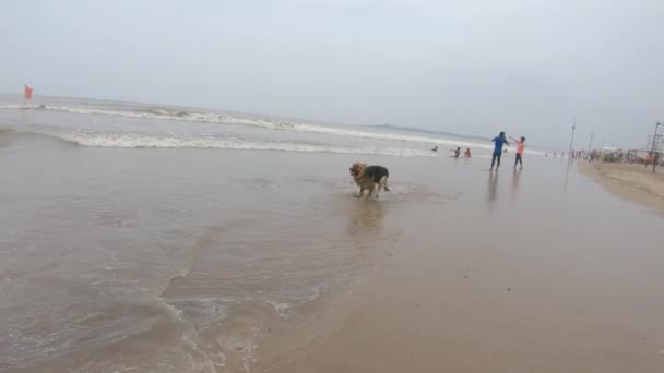 Tysk Gjeterhund Som Løper Stranden Med Eieren Sin Kompiser Kjæledyr – stockvideo