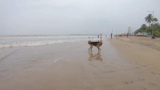 Hundehopp Stranden Hei Kamerater Videoer – stockvideo