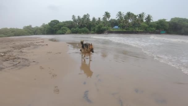 Hunder Deres Herrer Løper Lykkelig Stranden Tysk Gjeterhund Videoer Breezdog – stockvideo