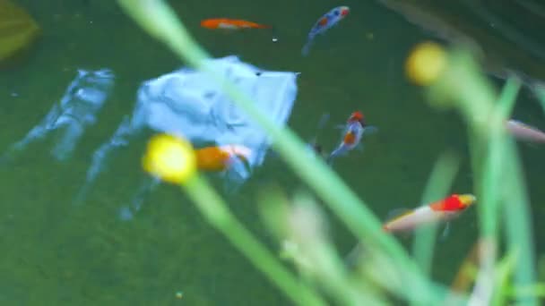 Peixe Dourado Colorido Nadando Lagoa — Vídeo de Stock