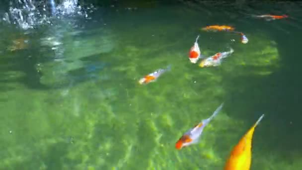五彩斑斓的金鱼在池塘四中游动 — 图库视频影像