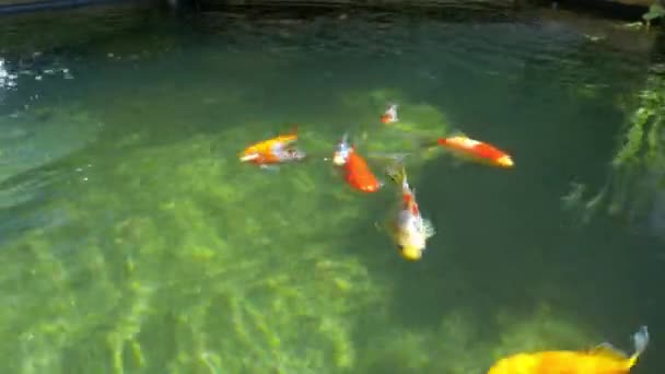 Kleurrijke Goudvissen Zwemmen Vijver — Stockvideo