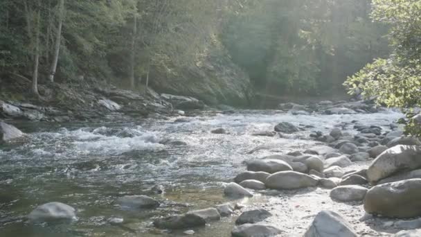 Filmagem Câmera Lenta Riacho Parque Nacional Smoky Mountains Com Luz — Vídeo de Stock