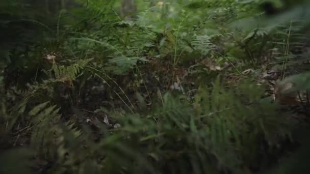 Низкая Камера Движется Через Папоротники Земле Лесу — стоковое видео