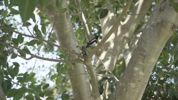 Černý Strakatý Pták Sedí Velkém Hnědém Stromě Zelené Listy Indie — Stock video