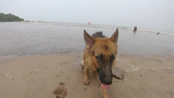 Hond Liggend Het Strand Zand Video Nat Door Golven — Stockvideo