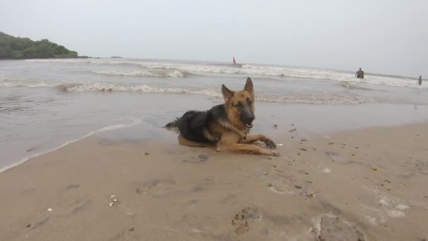 海岸に立っているドイツの羊飼いの犬の肖像画 4Kビデオ 動物性株式 — ストック動画
