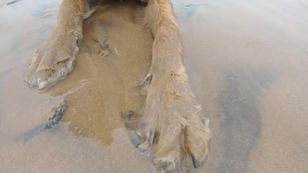 Närbild Våta Hundtassar Havsvatten Söt Hund Som Ligger Stranden Videor — Stockvideo