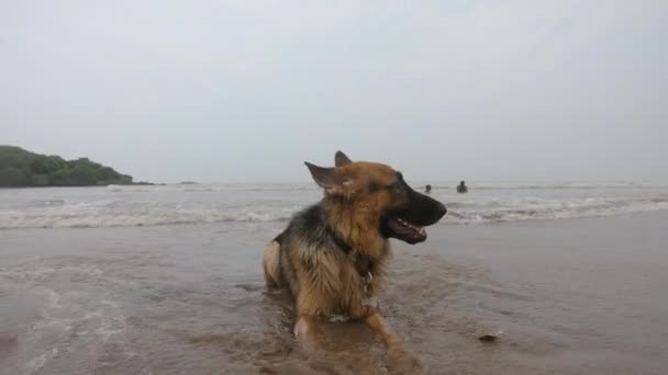 かわいい犬が砂浜に寝そべってる ドイツの羊飼い犬 4Kビデオ — ストック動画