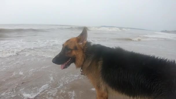 ドイツの羊飼い犬のビーチに立っている 4Kビデオ 茶色と黒の毛皮 — ストック動画