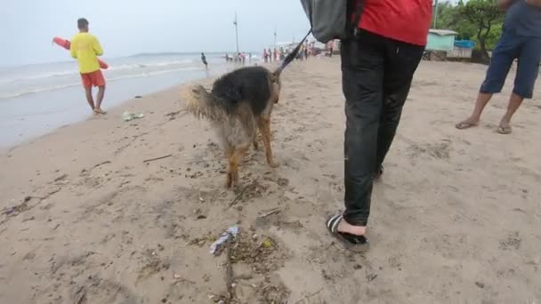 Cão Pastor Alemão Caminhando Com Seu Mestre Longo Praia Vídeo — Vídeo de Stock