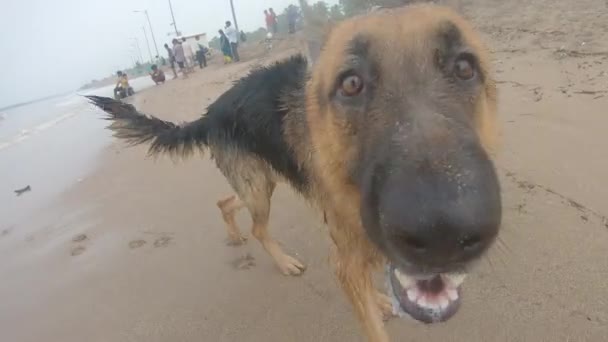 Söt Hund Viftar Med Kroppen Efter Ett Vått Bad Havet — Stockvideo