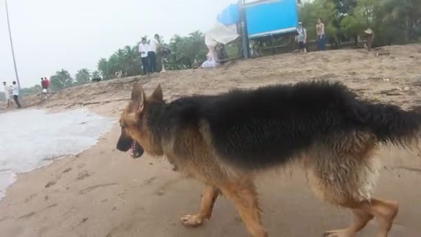 German Shepherd Dog Walking Beach Seen Many People Videos — Stock Video