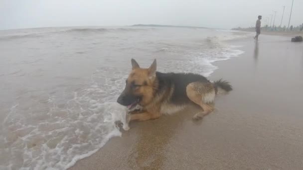 ドイツの犬が横になり 海の波に打たれました ペット バディ 4Kビデオ — ストック動画