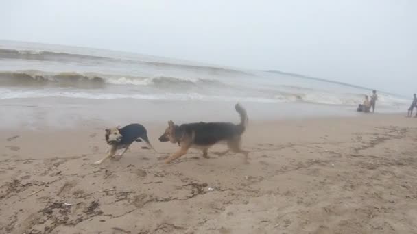 Alman Çoban Köpeği Sahilde Yürür Dişi Bir Sokak Köpeğiyle Karşılaşır — Stok video