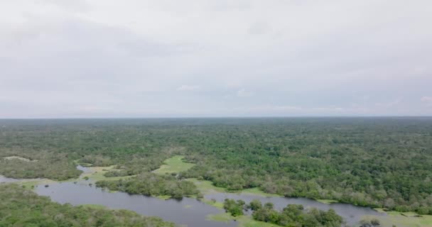 Lush Vegetation Banks Rio Negro Amazonas Brazil Aerial Pan Right — Vídeos de Stock