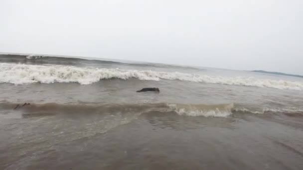 德国牧羊犬在被海水击中时高兴极了 动物视频 又湿又快乐 — 图库视频影像