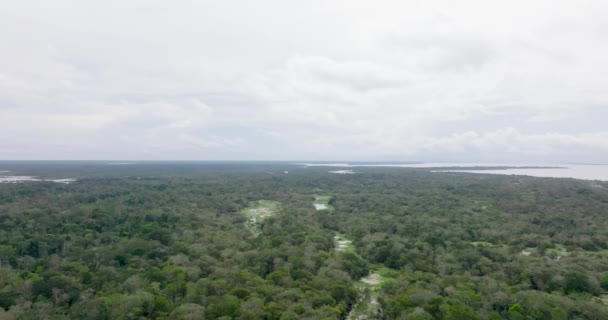 Vol Aérien Dessus Forêt Amazonienne Près Fleuve Amazone Brésil — Video