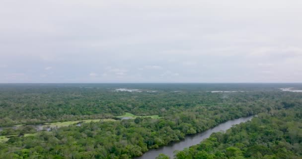 Amazóniai Növényzet Buja Vidéke Rio Negro Körül Légi Hátrafelé — Stock videók