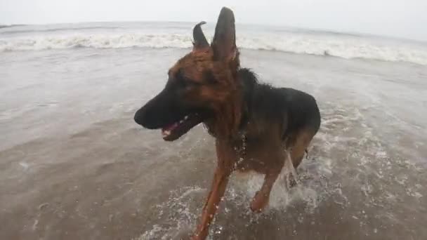 Owczarek Niemiecki Kąpiący Się Plaży Mokre Soczewki Filmy Zasoby Zwierzęce — Wideo stockowe