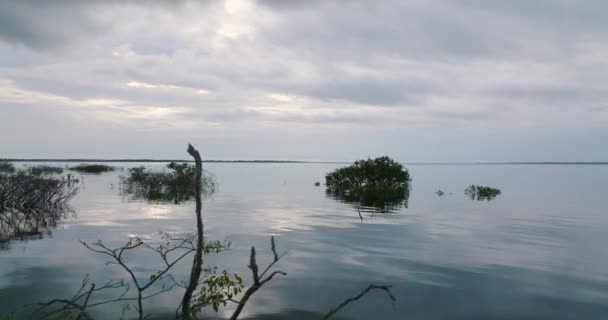 Aerial Dolly Kvar Över Amazonfloden Träd Nedsänkta Bara Toppen Taket — Stockvideo