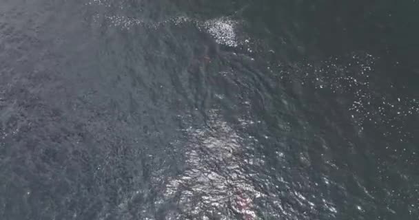 Pink River Dolphins Swimming Rio Negro Sunny Day Brazil Aerial — Stock Video