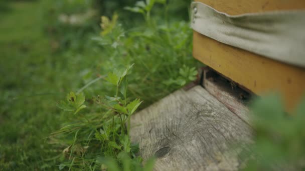 Εργαζόμενος Μύγα Μέλισσας Έξω Από Ξύλινη Κυψέλη Στο Μελισσοκομείο Κοντά — Αρχείο Βίντεο